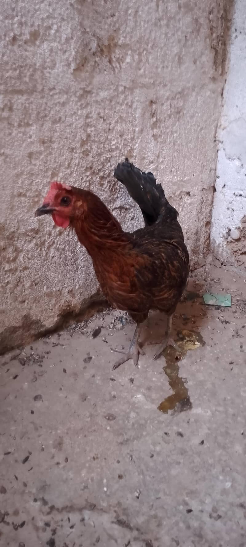 chicken  0