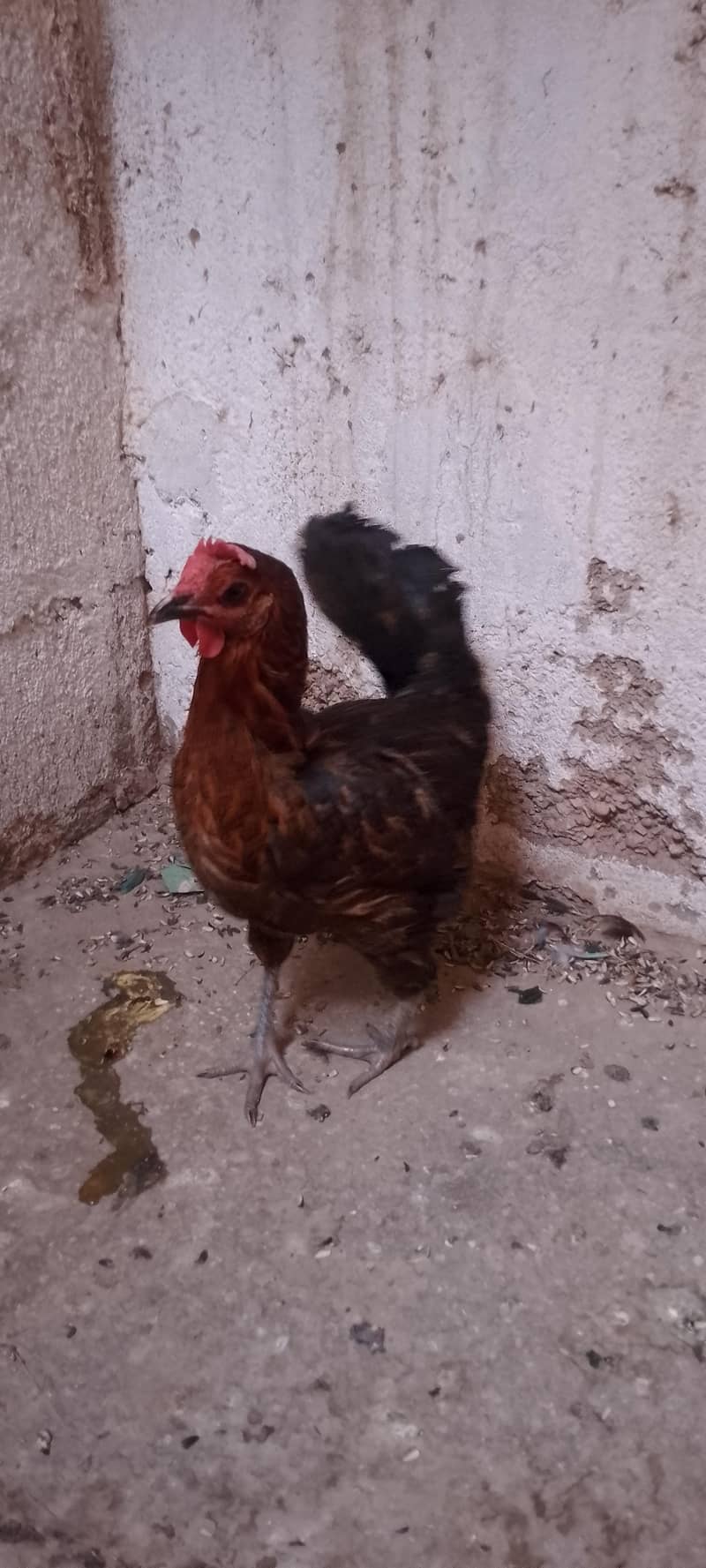chicken  1