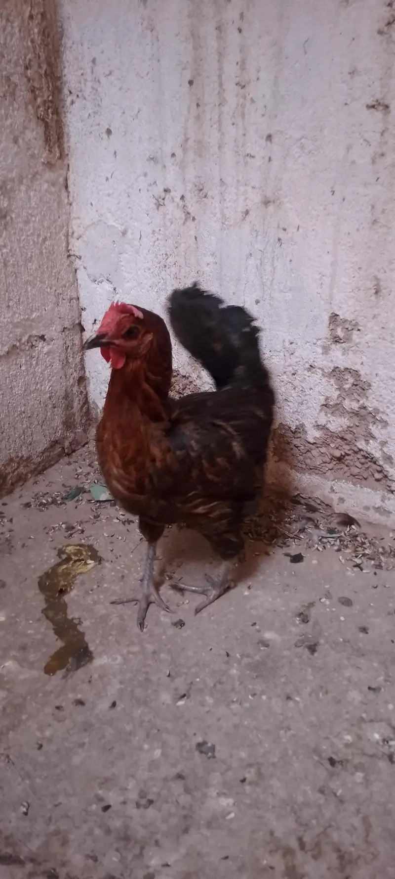 chicken — photo 2