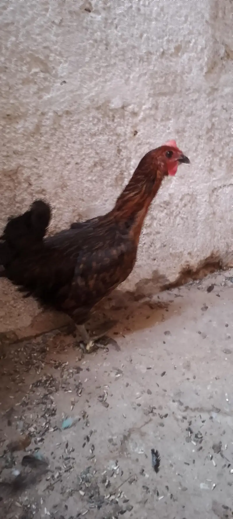 chicken — photo 3