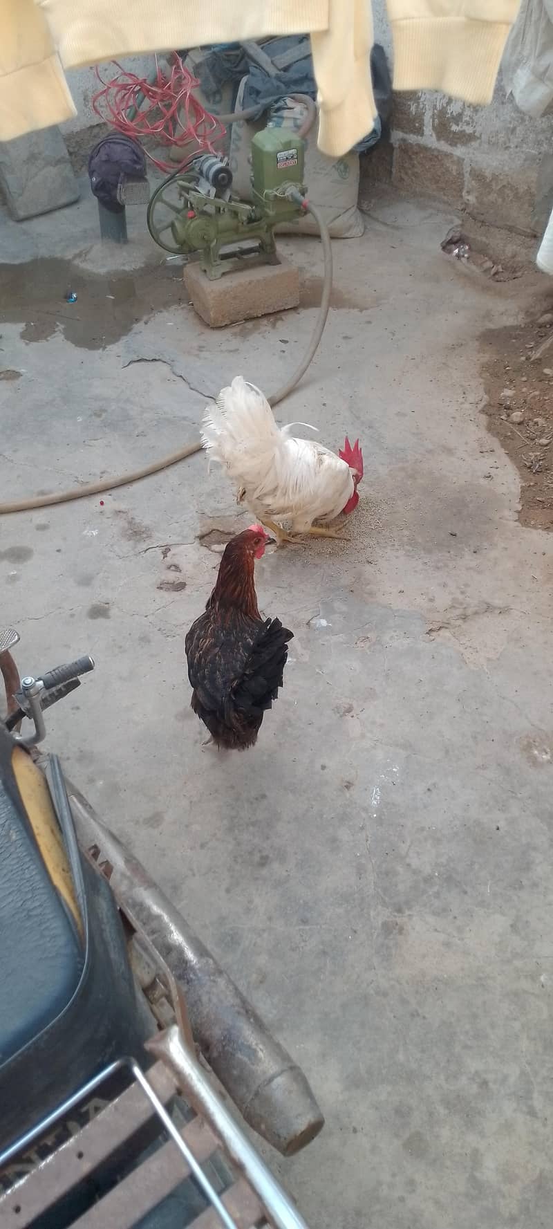 chicken  3