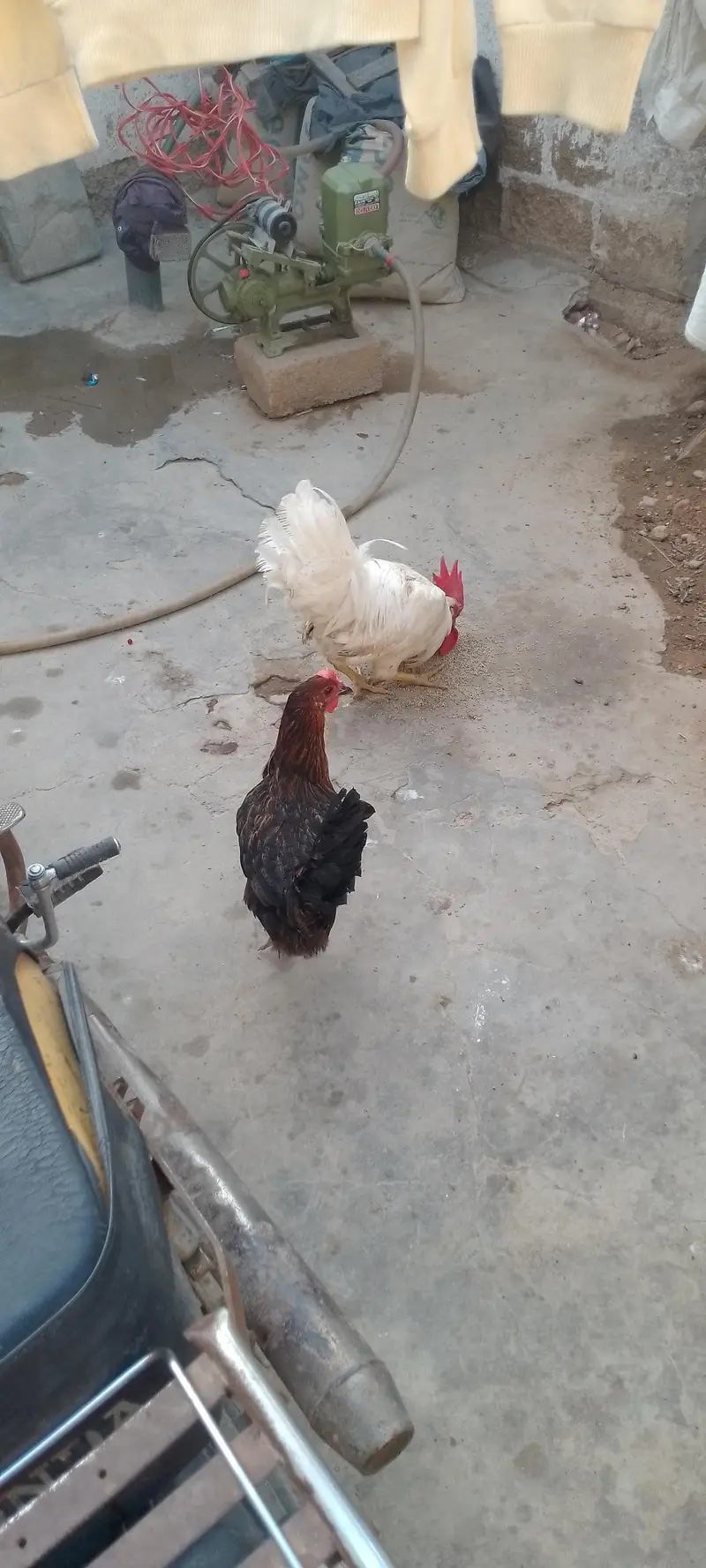 chicken — photo 4