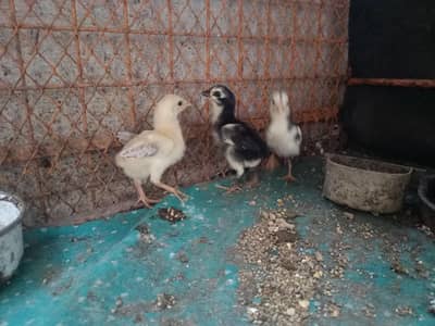 3 Aseel Chicks