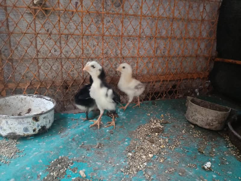 3 Aseel Chicks 1