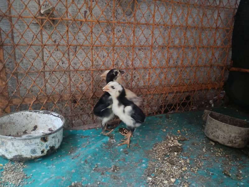 3 Aseel Chicks 2