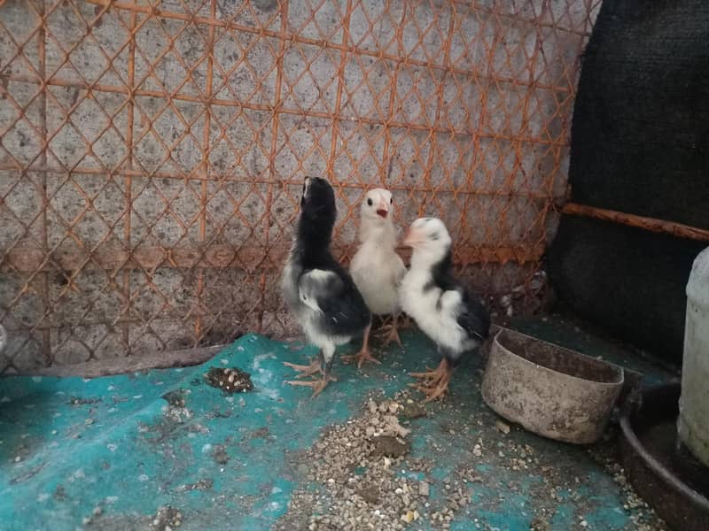 3 Aseel Chicks 3