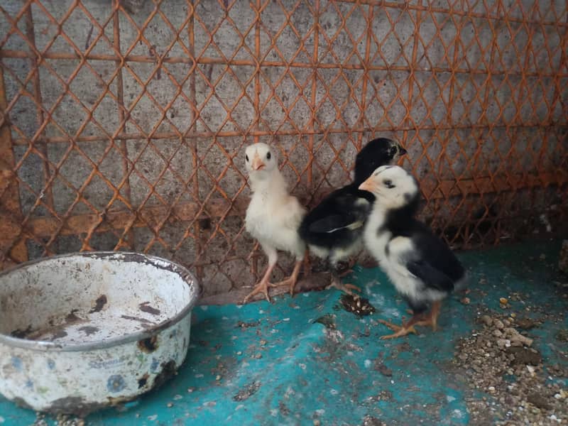 3 Aseel Chicks 4