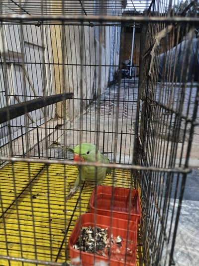 raw parrot both acha hai bolta b hai