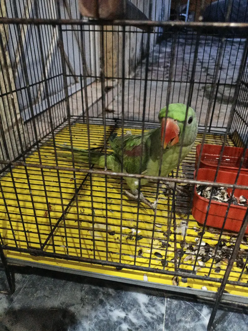raw parrot both acha hai bolta b hai — photo 2