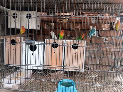 Lovebirds for Sale