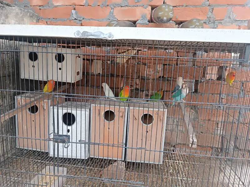 Love Bird Parrot pairs for Sale — photo 2