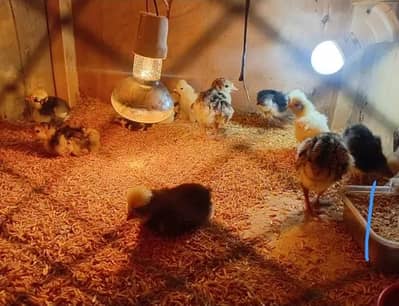 Turkey, white polish black polish chicks available