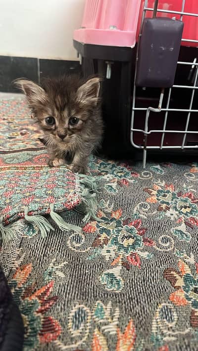Playful Stray Kitten Ready to be adopted