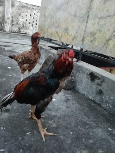 aseel pair