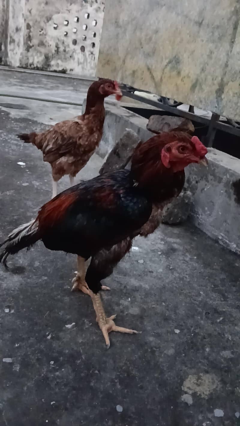 aseel pair 1