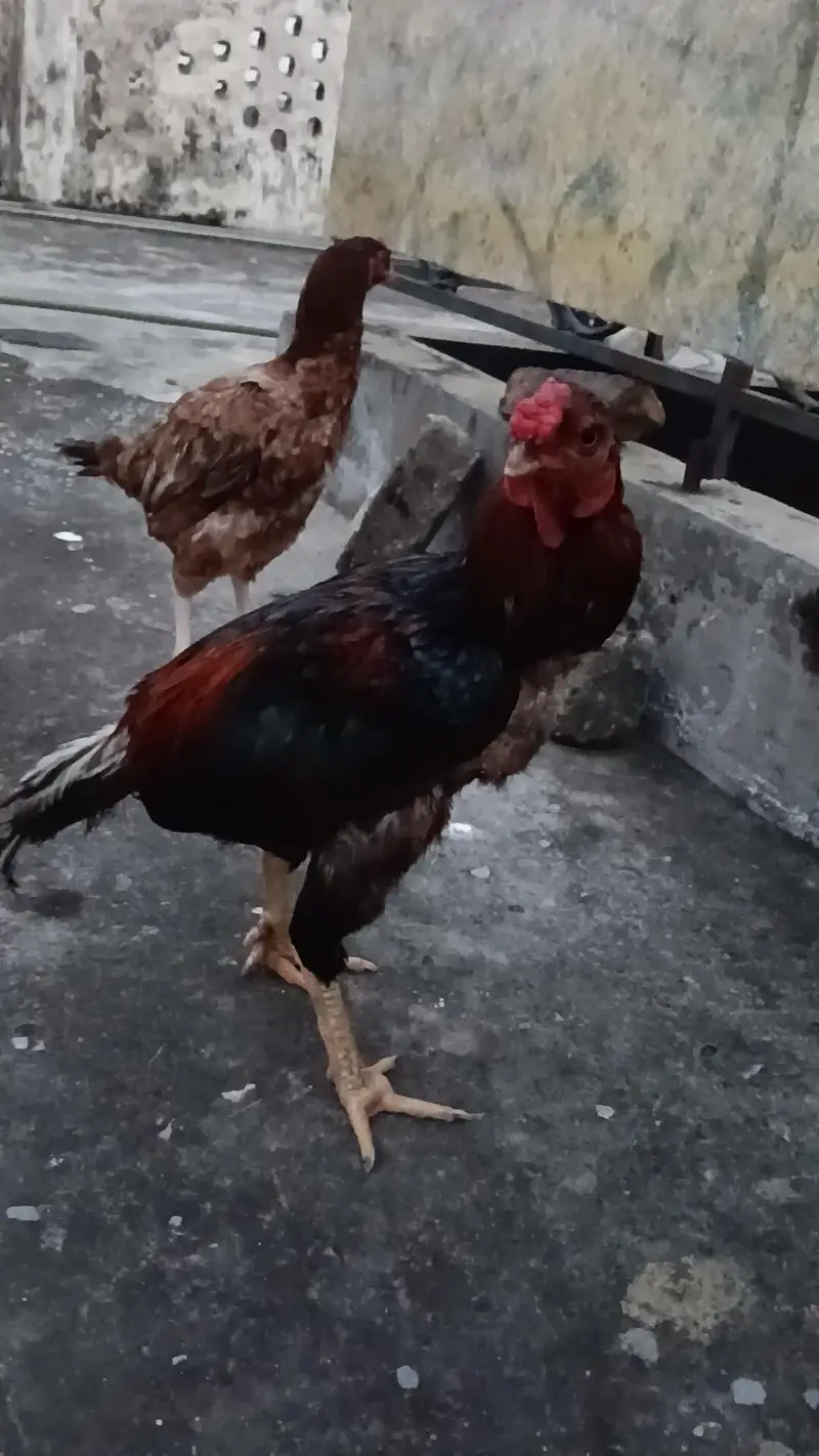 aseel pair — photo 3