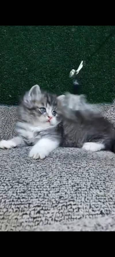 Quality Persian cat & Kittens Male & female available for sale