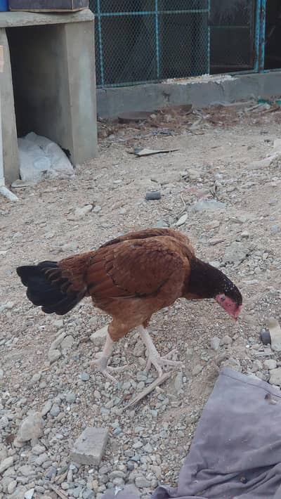 Pure Double Body Aseel Female
