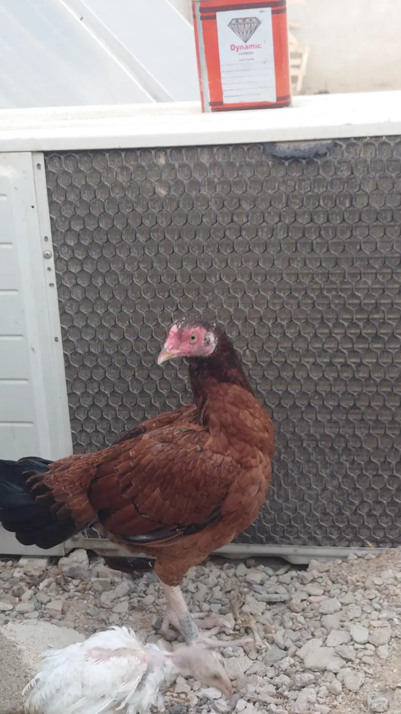 Pure Double Body Aseel Female — photo 3