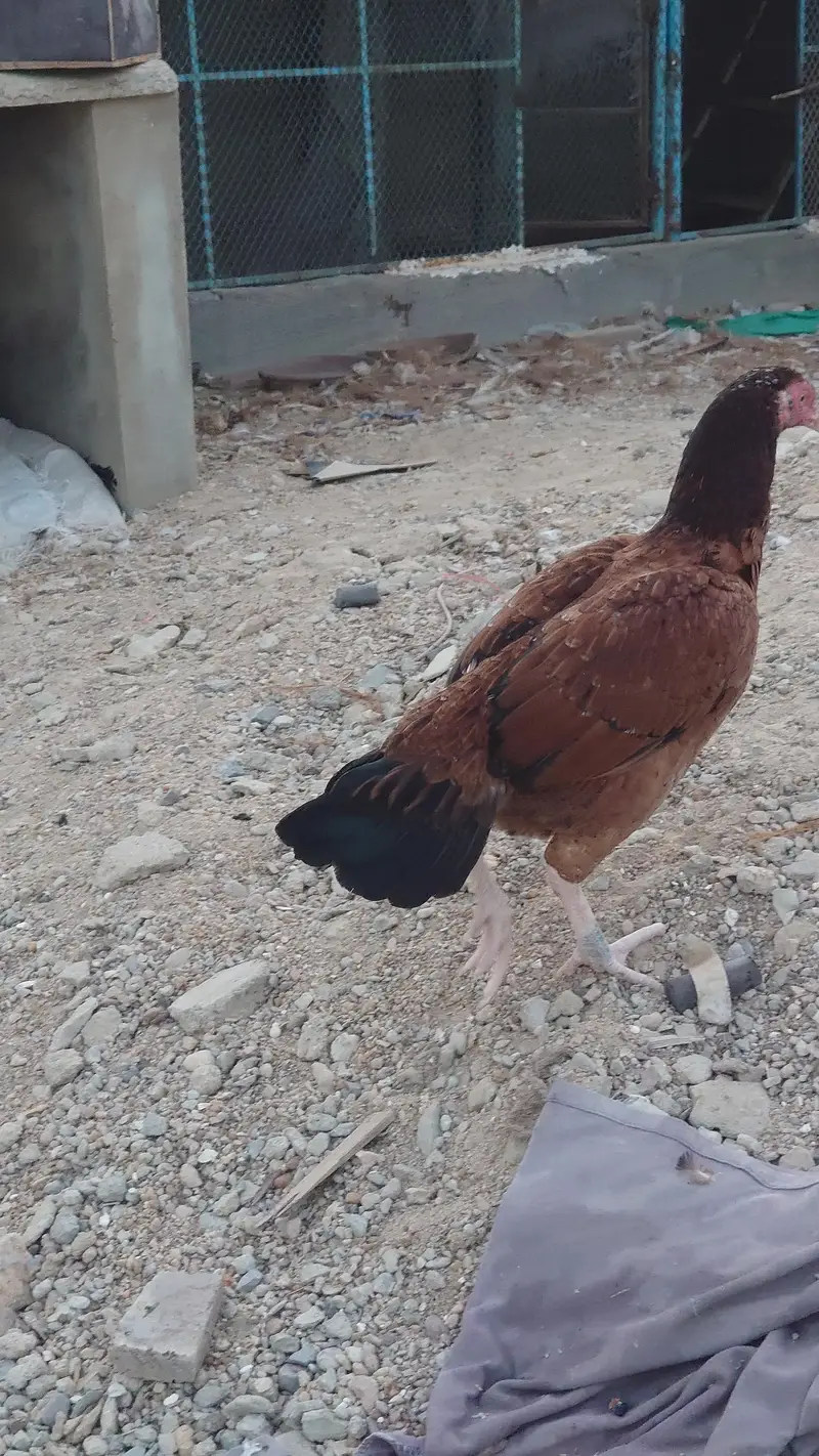 Pure Double Body Aseel Female — photo 5