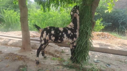 2 dant bakra
