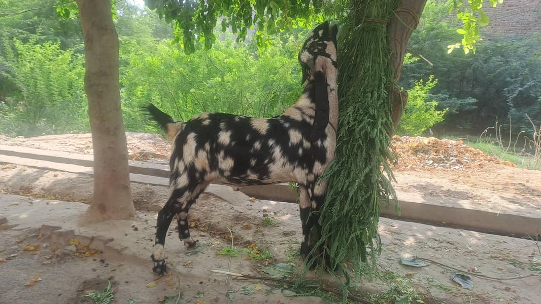 2 dant bakra 0