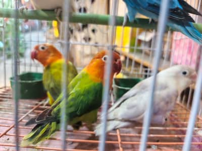 Love birds