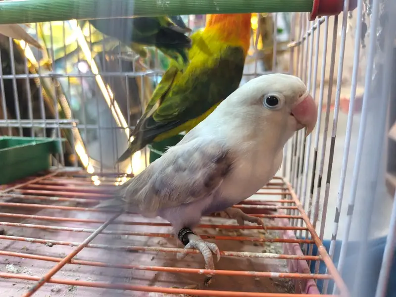 Love birds — photo 2