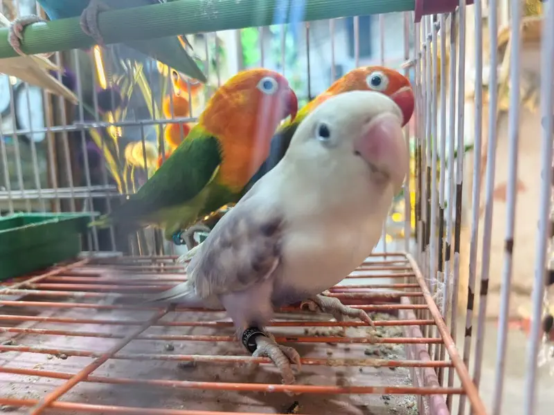Love birds — photo 3