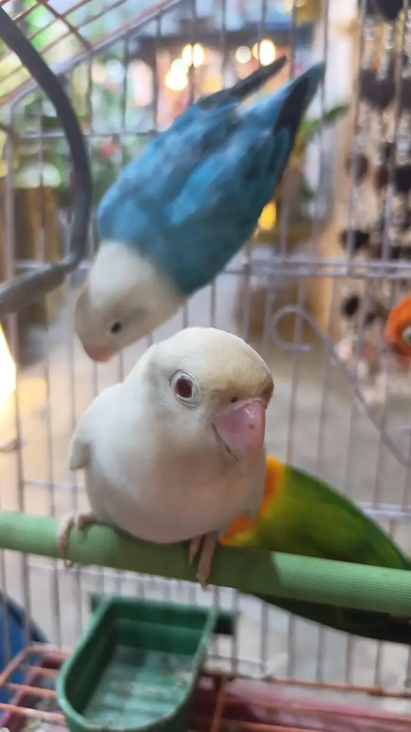 Love birds — photo 4