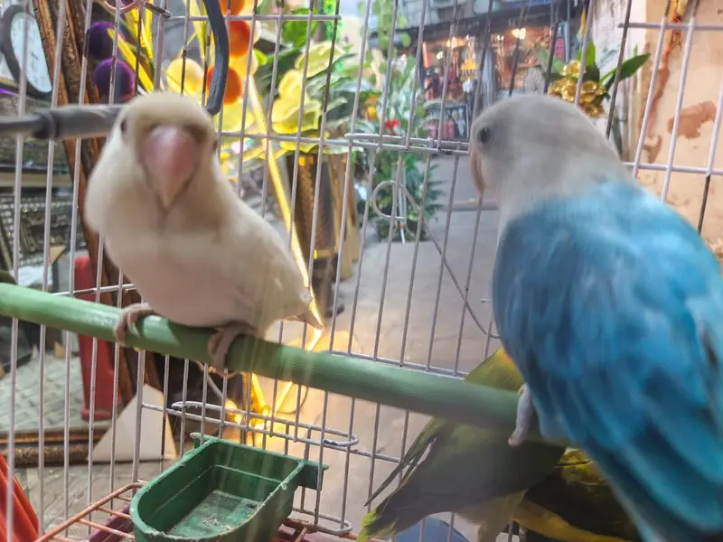 Love birds — photo 5