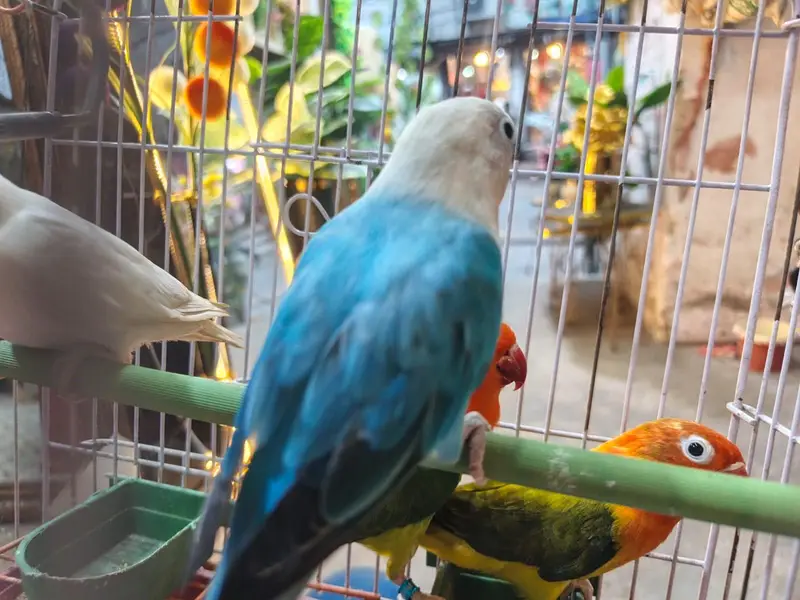 Love birds — photo 6