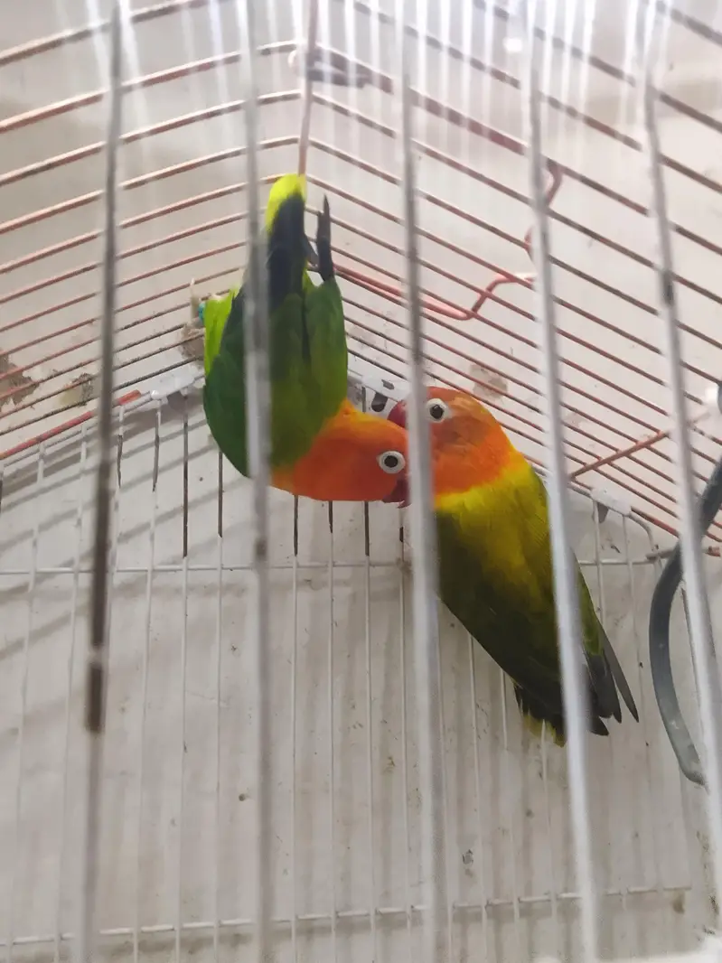 Love birds — photo 7