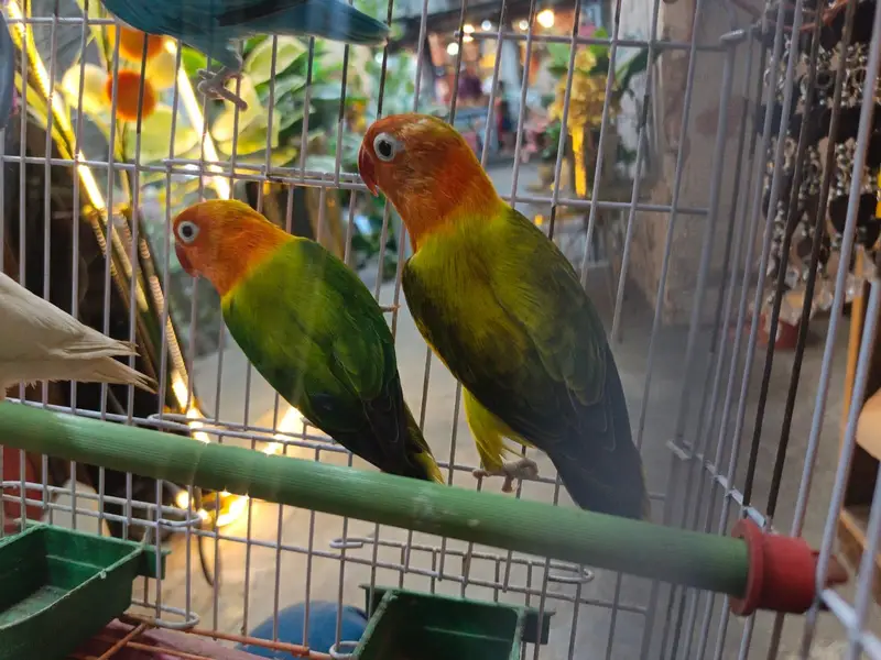 Love birds — photo 8