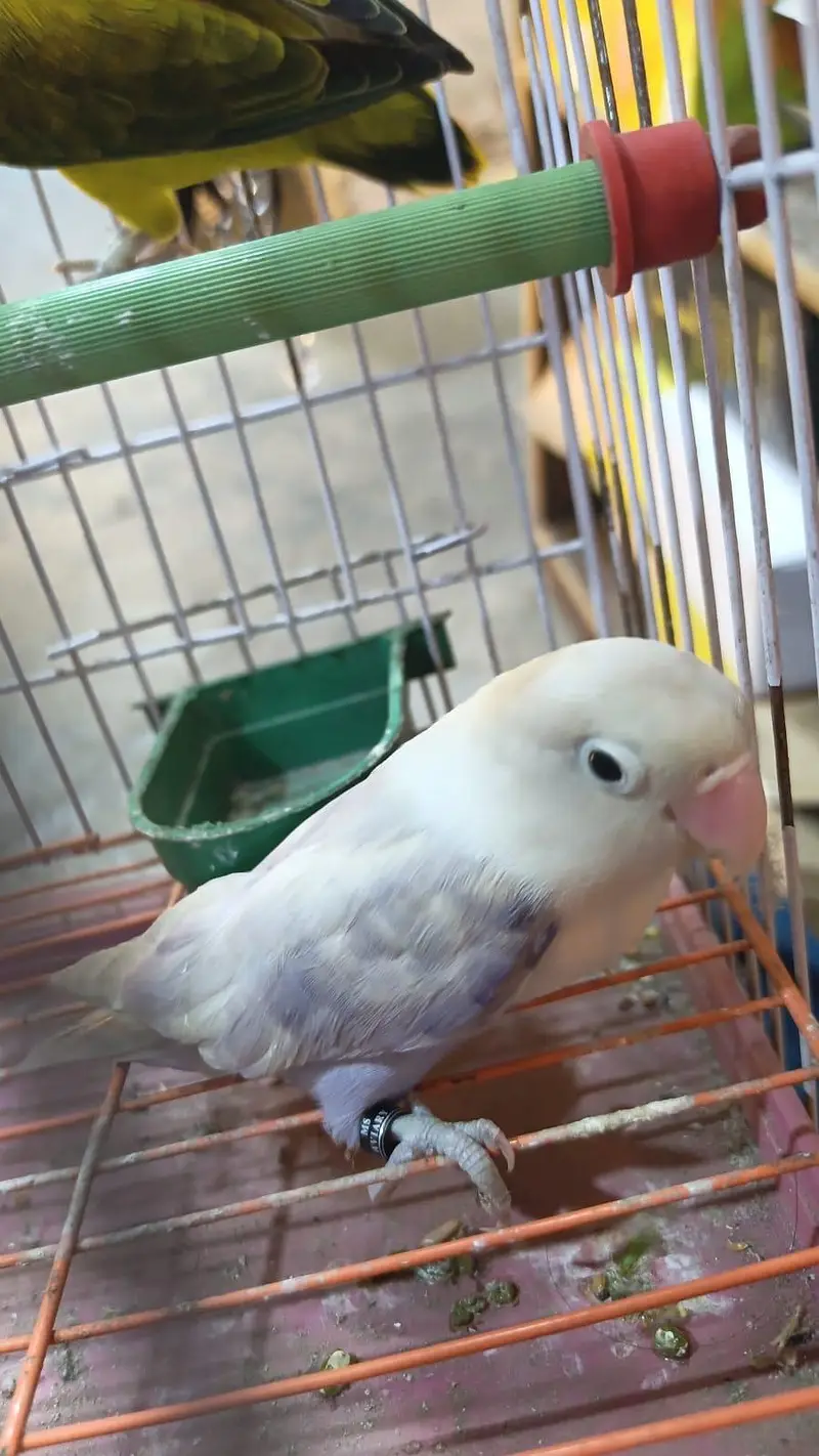 Love birds — photo 9