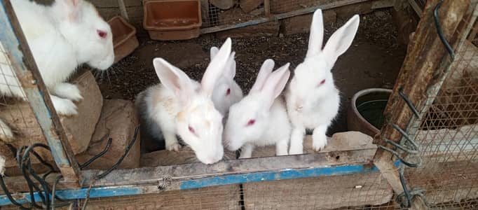 white Red eyes  adult rabbits for sale in Multan