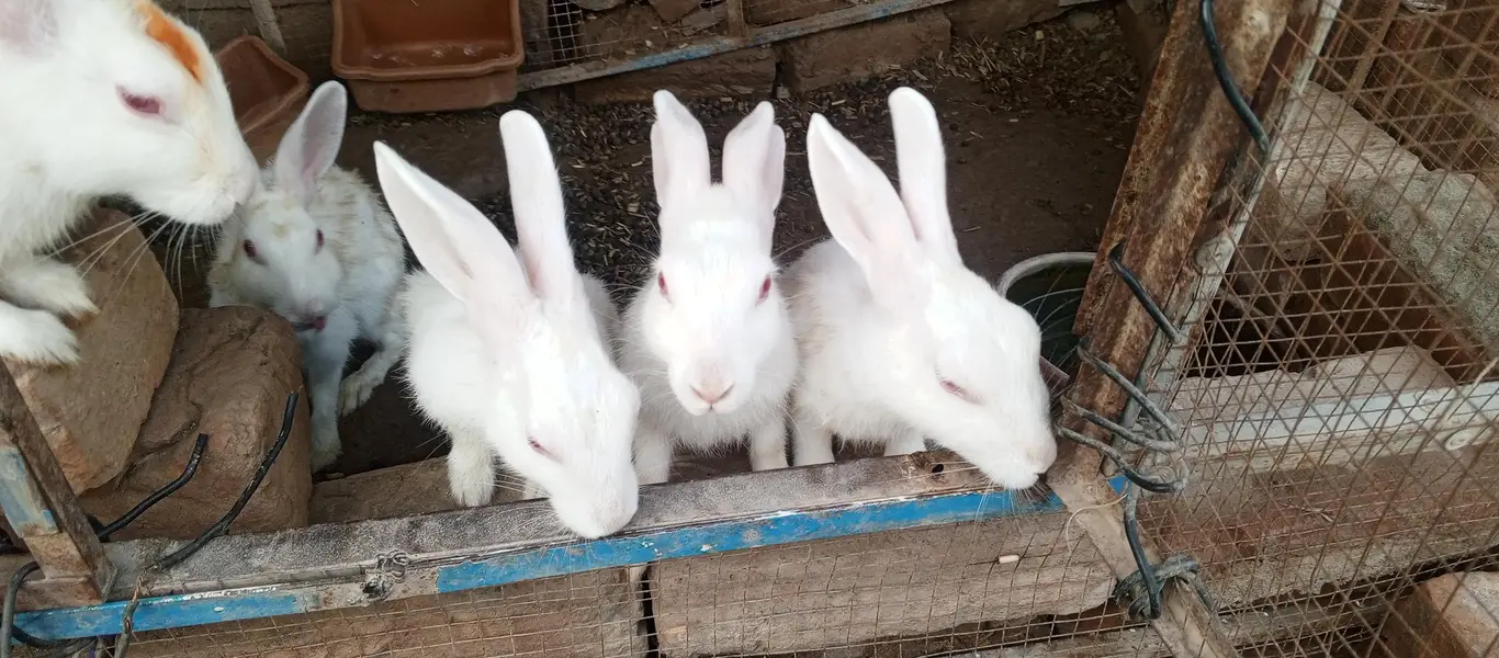white Red eyes  adult rabbits for sale in Multan — photo 2