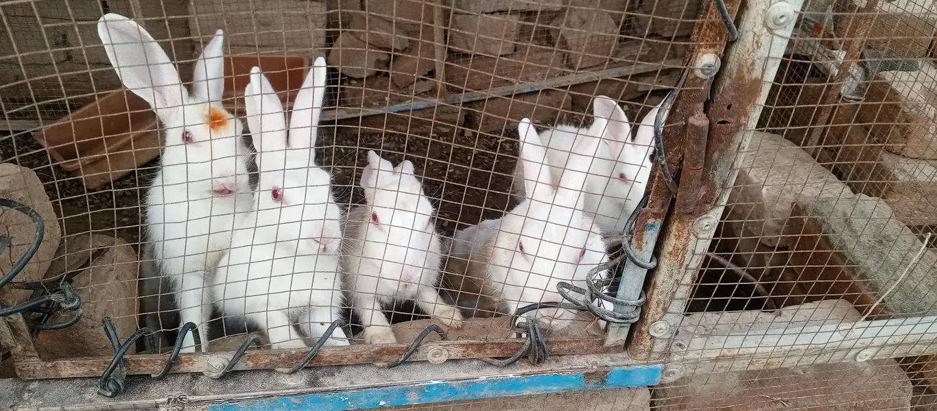 white Red eyes  adult rabbits for sale in Multan — photo 3