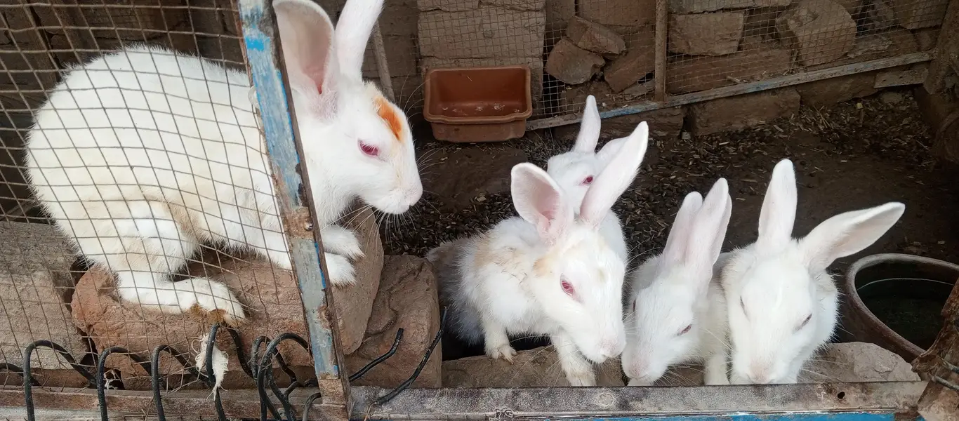 white Red eyes  adult rabbits for sale in Multan — photo 4