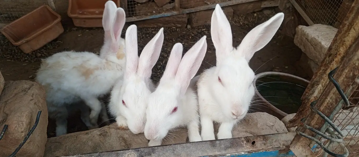 white Red eyes  adult rabbits for sale in Multan — photo 5