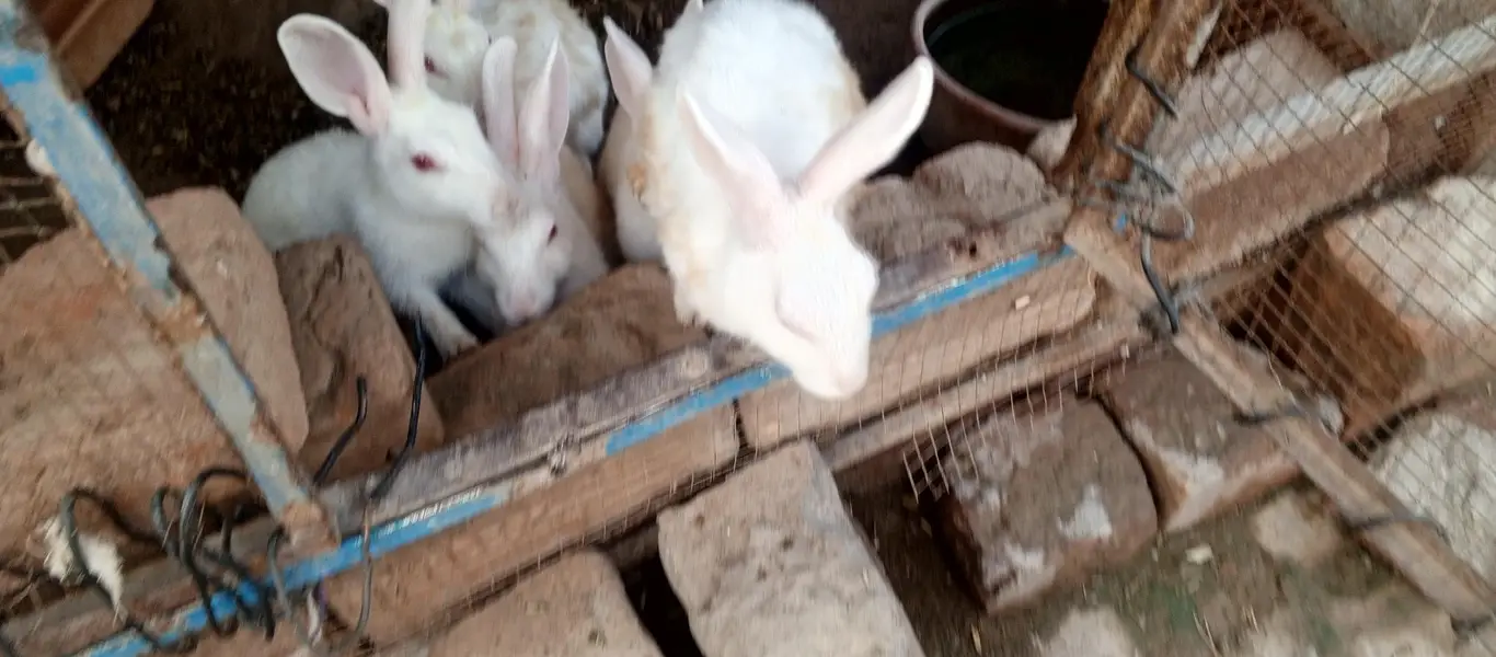 white Red eyes  adult rabbits for sale in Multan — photo 6