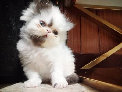 Adorable CFA bloodline Kitten