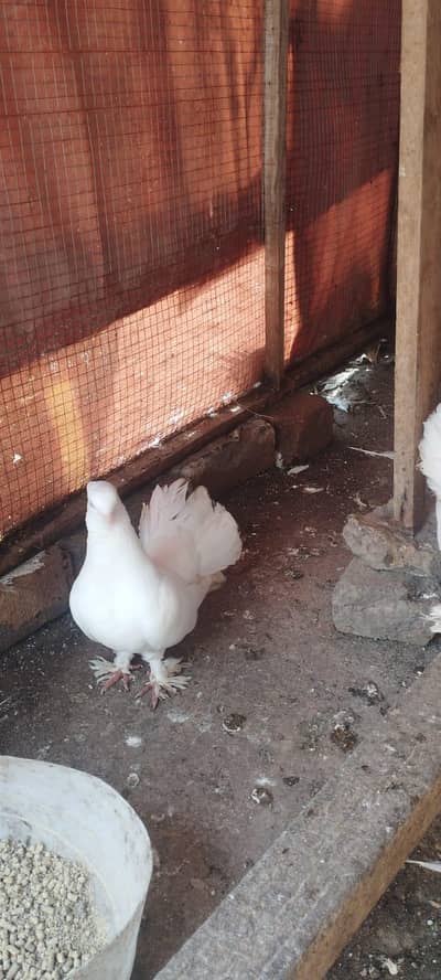 lakha pigeon for sale
