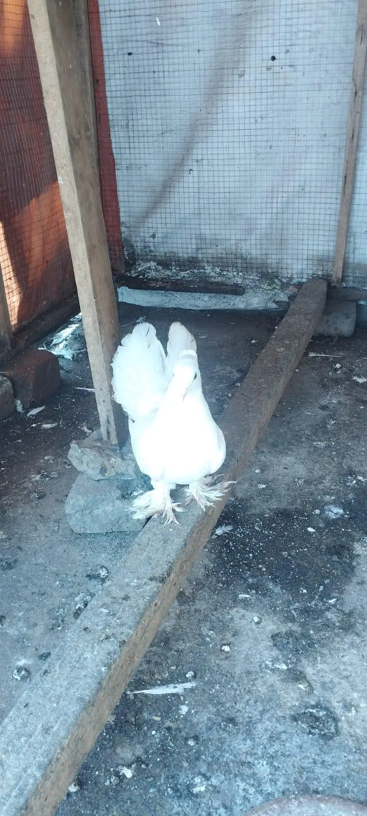 lakha pigeon for sale — photo 2