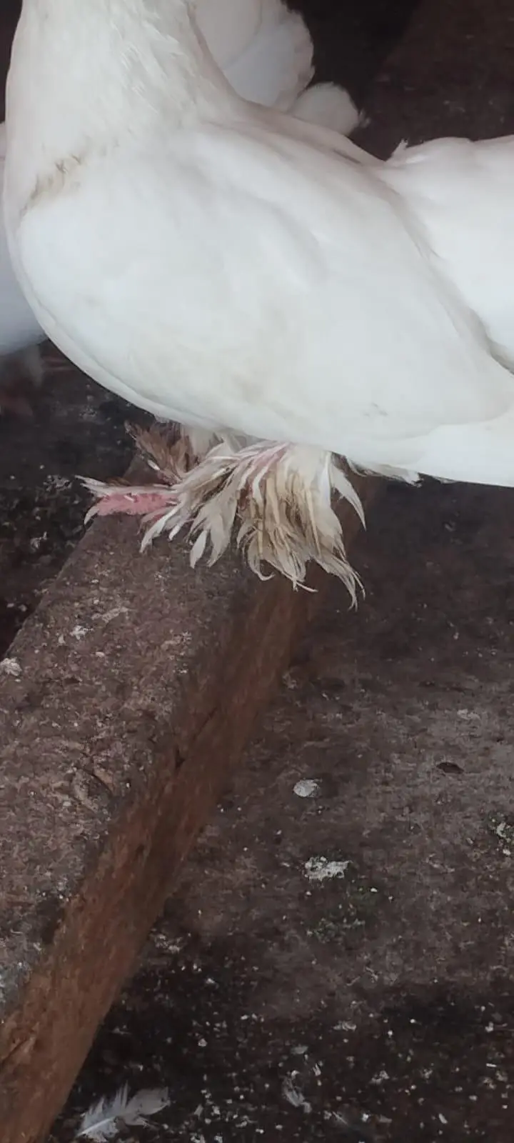 lakha pigeon for sale — photo 3