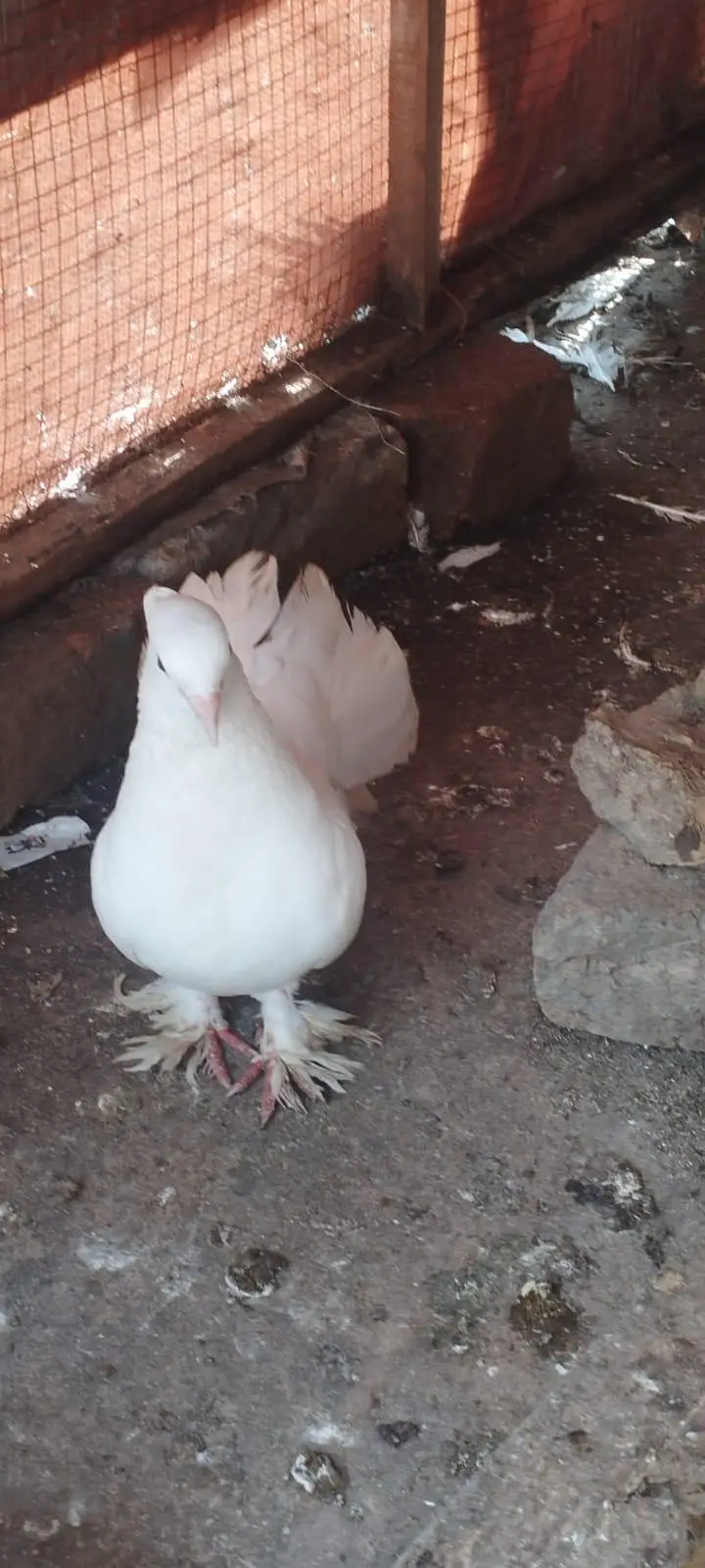 lakha pigeon for sale — photo 4