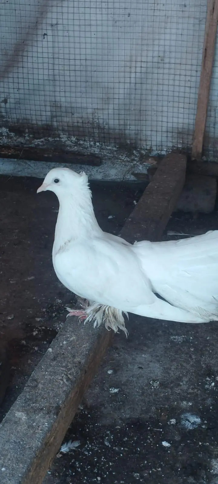 lakha pigeon for sale — photo 5
