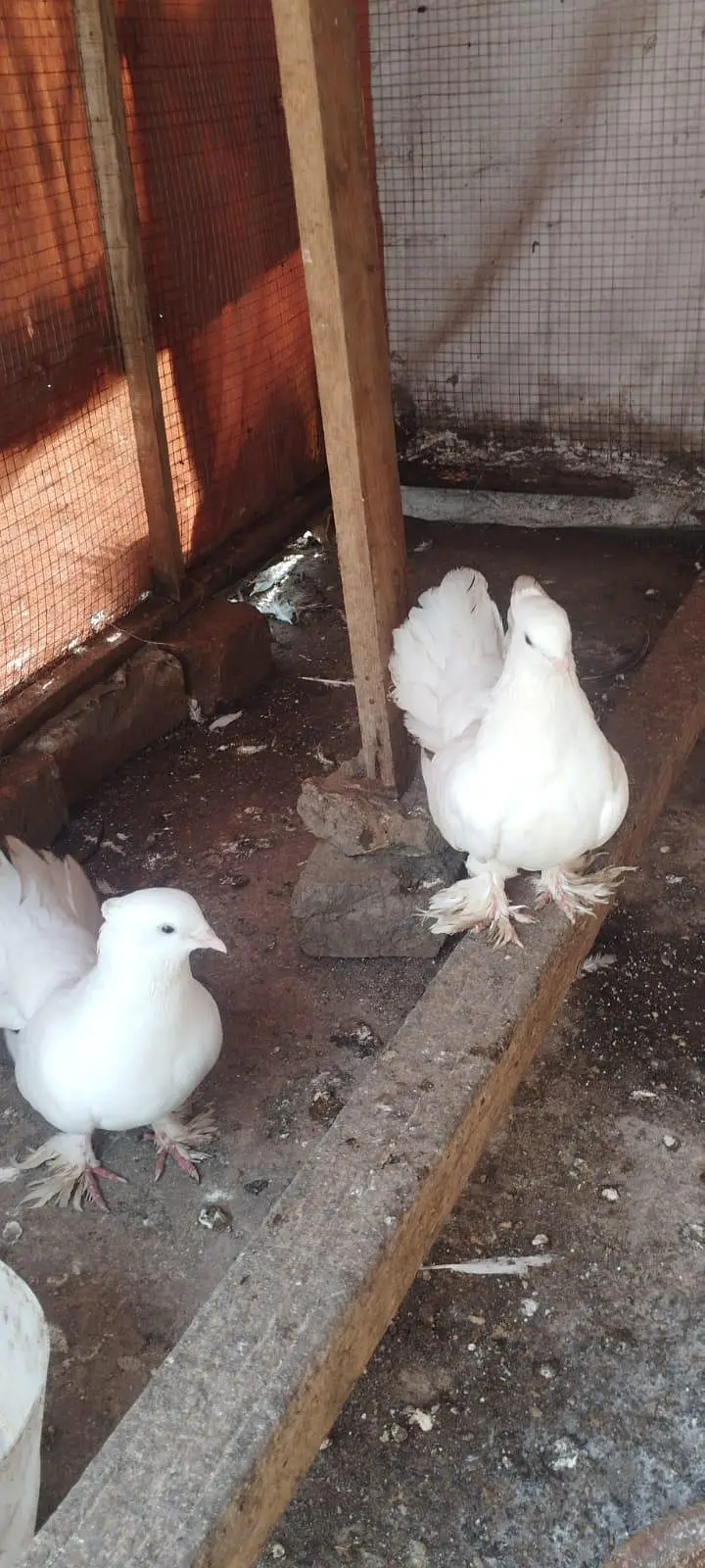 lakha pigeon for sale — photo 6