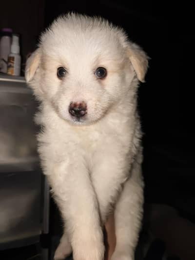 poodle and Russian mix