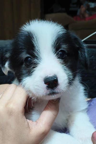 poodle and Russian mix